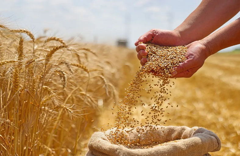 الجزائر تطرح مناقصة لشراء  50 ألف طن من قمح الطحين اللين 