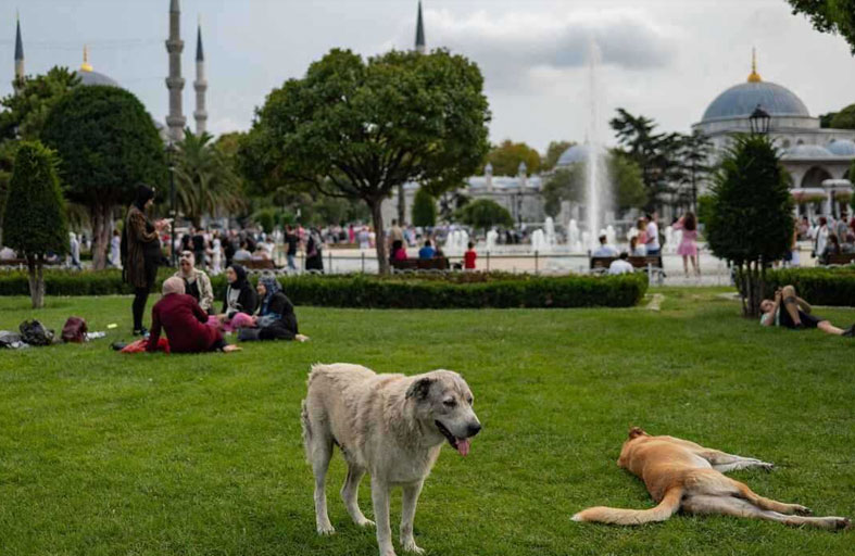 إسطنبول تحظر إطعام الكلاب الضالة