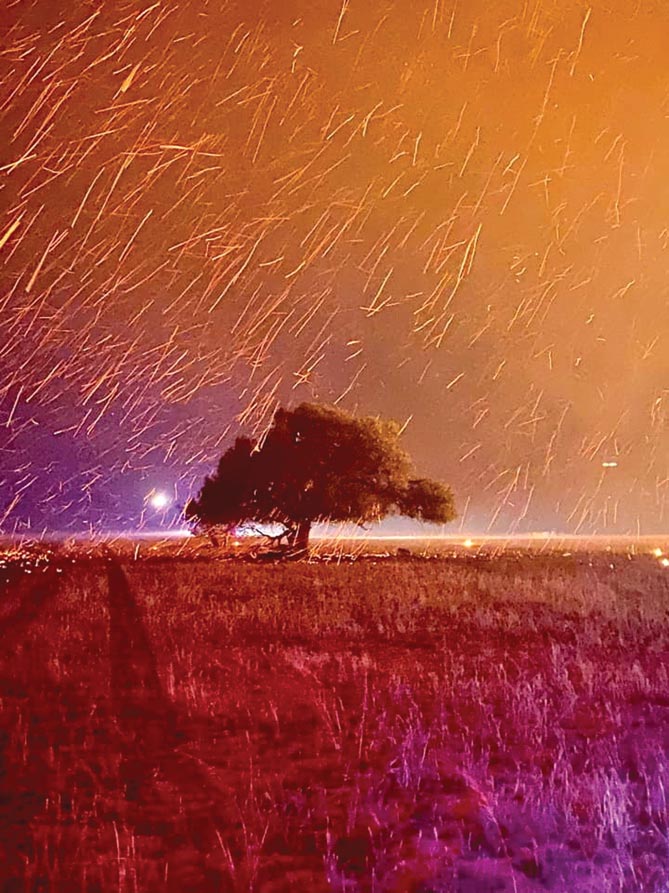 شرارات من حرائق الغابات تتساقط فوق شجرة في جينجين، أستراليا الغربية.    رويترز