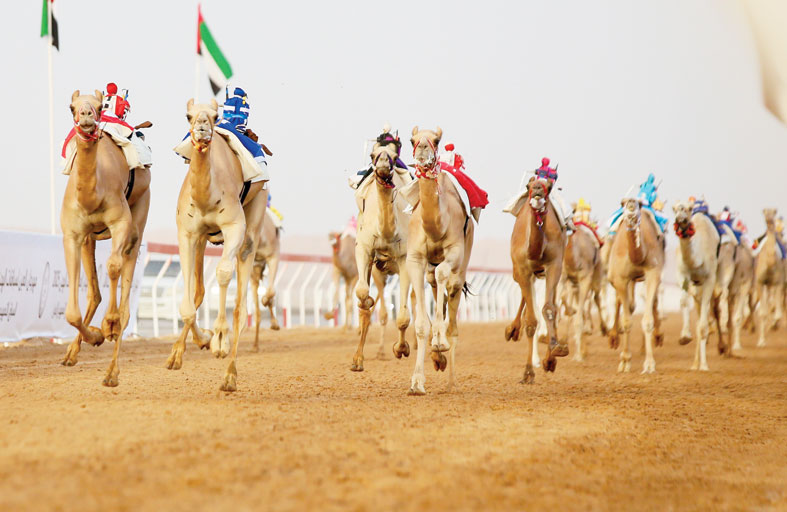 انطلاق السباق التمهيدي الثاني لمهرجان العين لسباقات الهجن اليوم بميدان الروضة