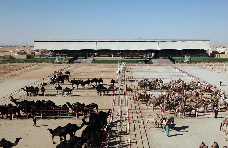 مهرجان الظفرة يطلق مسابقة «اطرح القعود وشله» لأول مرة
