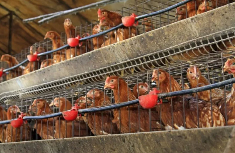 قاضٍ يفصل نزاع 29 دجاجة بين زوجين قبل الطلاق