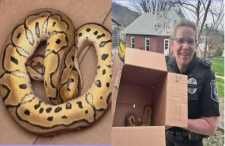 سائق أوبر يعثر على ثعبان في صندوق سيارته