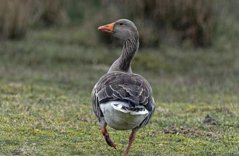 إوزة «عدوانية» تثير الفوضى في جامعة أمريكية 