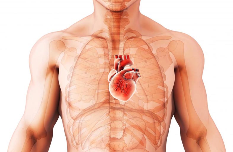 اعتلال عضلة القلب التضخمي.. أعراض مقلقة قد تؤدي إلى موت مفاجئ