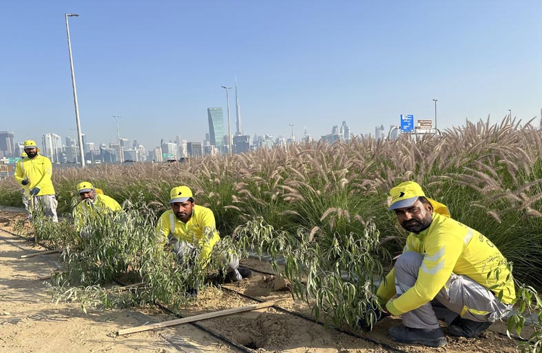 مشروع زراعي تجميلي جديد بدبي عند تقاطع شارعي الميدان مع الخيل