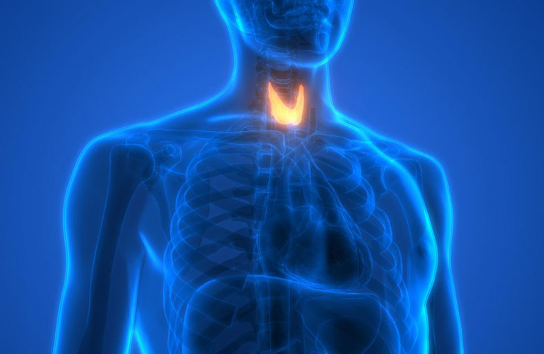 طريقة علاج الغدة الدرقية بالأعشاب الطبيعية
