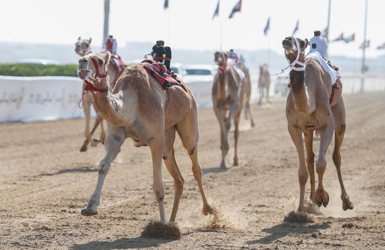 «أقعيدة» تفوز بكأس اللقايا الأبكار في جائزة زايد الكبرى للهجن 2024