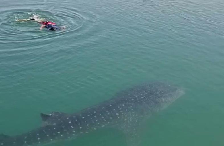 كويتي يغوص بالقرب من سمكة قرش 
