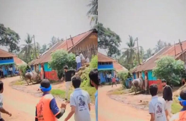 ثور غاضب يطيح بنائب هندي