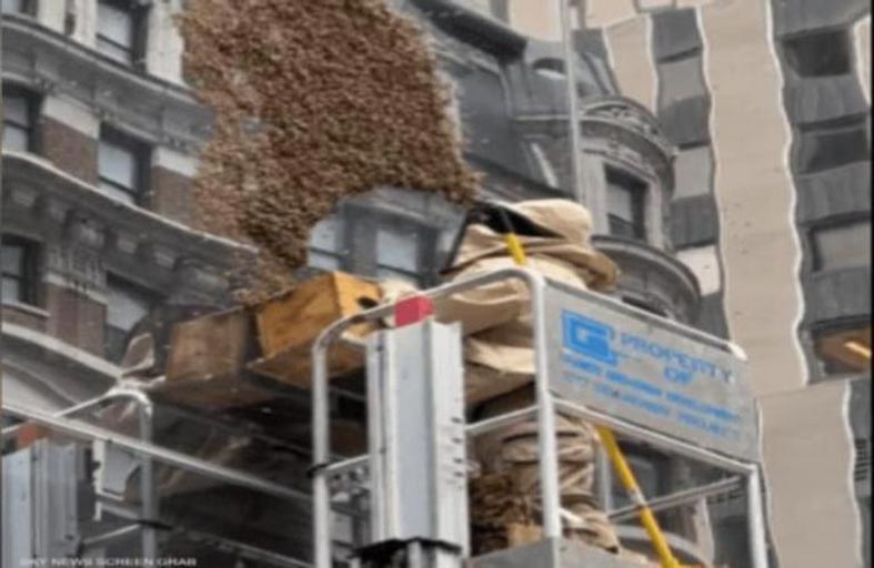 أسراب النحل تغزو سماء مانهاتن 