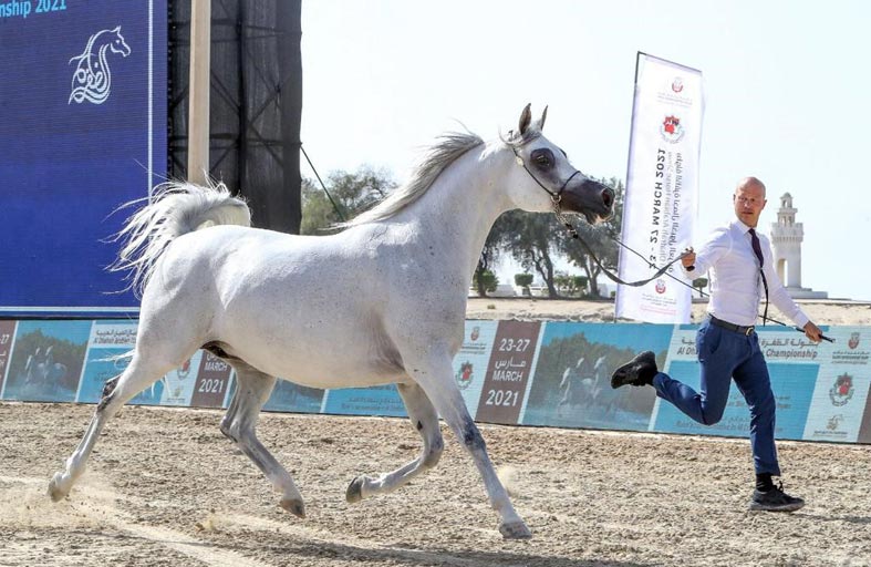 «معجب عذبه» يحقق أعلى معدل في رابع أيام بطولة الظفرة للخيول العربية 
