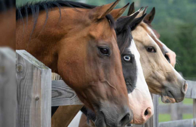 القبض على شخصين بتهمة بيع «لحوم الخيل» 