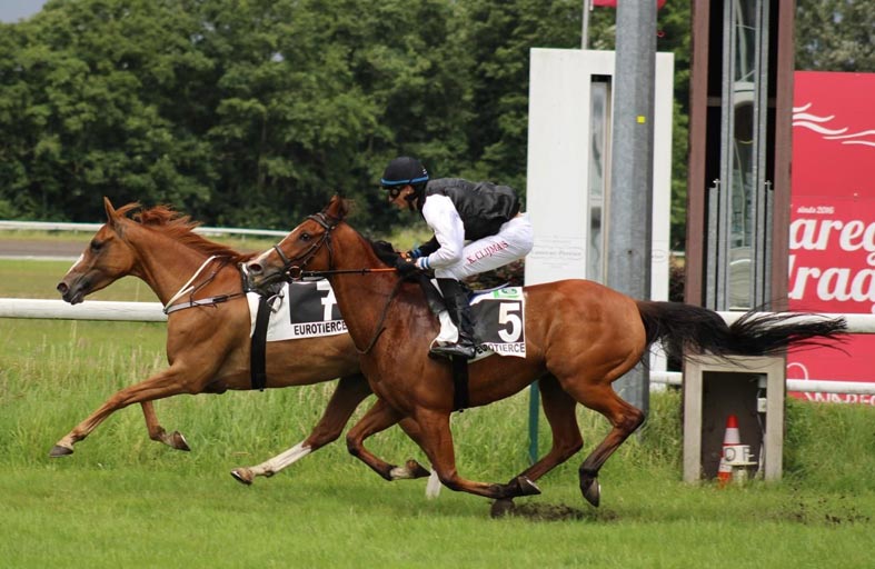 الزاركا تحرز كأس الوثبة للخيول العربية في بلجيكا