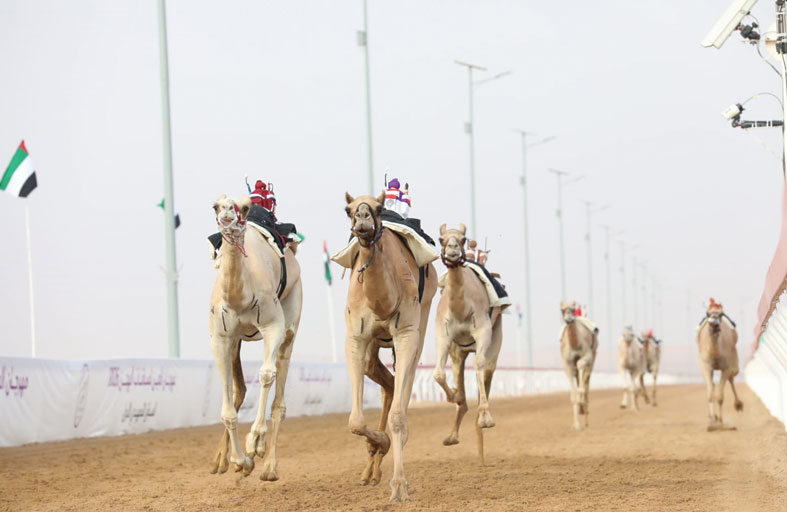 منافسات الحول والزمول تختتم التمهيدي الأول لمهرجان العين والشارد يحقق أفضل زمن 