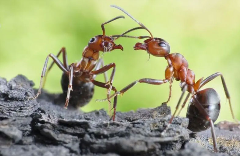 نمل يتحدى الطبيعة.. ملكات يستنسخن أبناء من نوع آخر