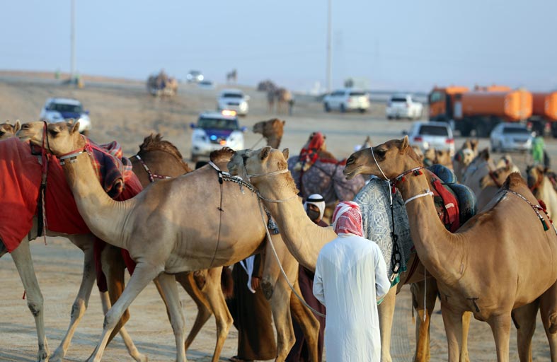 35 جائزة قيمة موزعة على 4  أشواط يشارك بها أبناء الإمارات والخليج