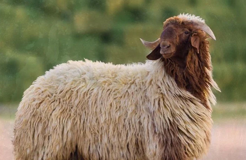 خروف يقود صاحبه للحبس 