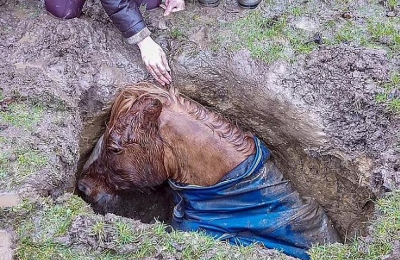 إنقاذ حصان علق في حفرة عميقة