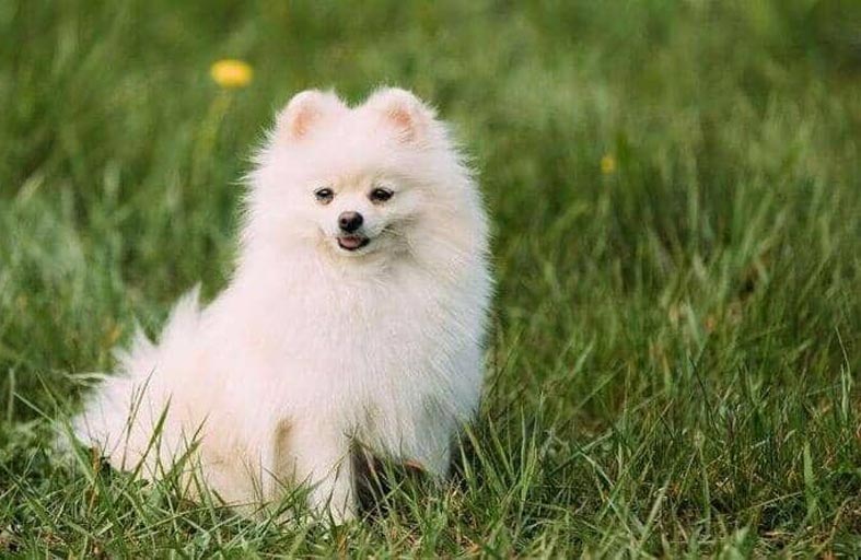 نفوق أول كلب أصيب بكورونا 