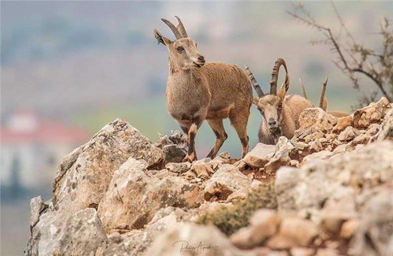 بعد قرن من انقراضه.. وعل الجبل يعود إلى جبال لبنان