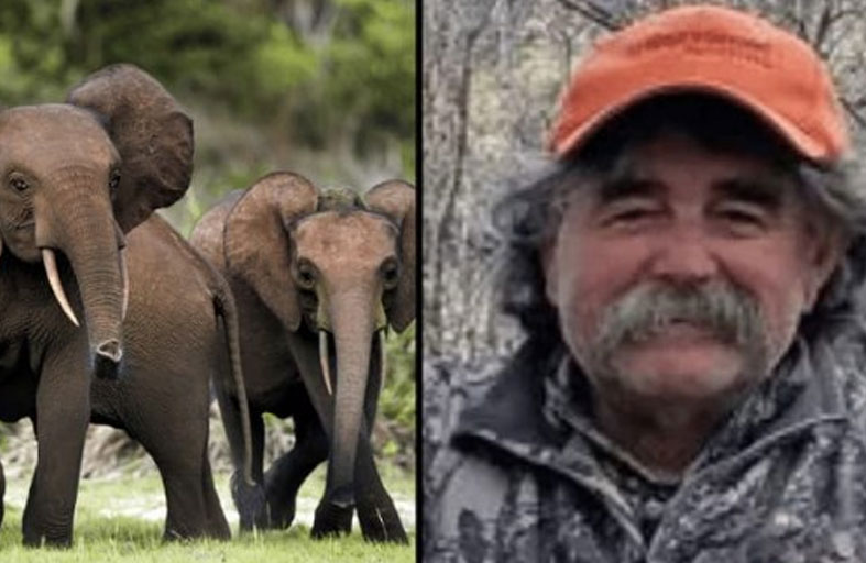 قطيع أفيال ينهي حياة مليونير 