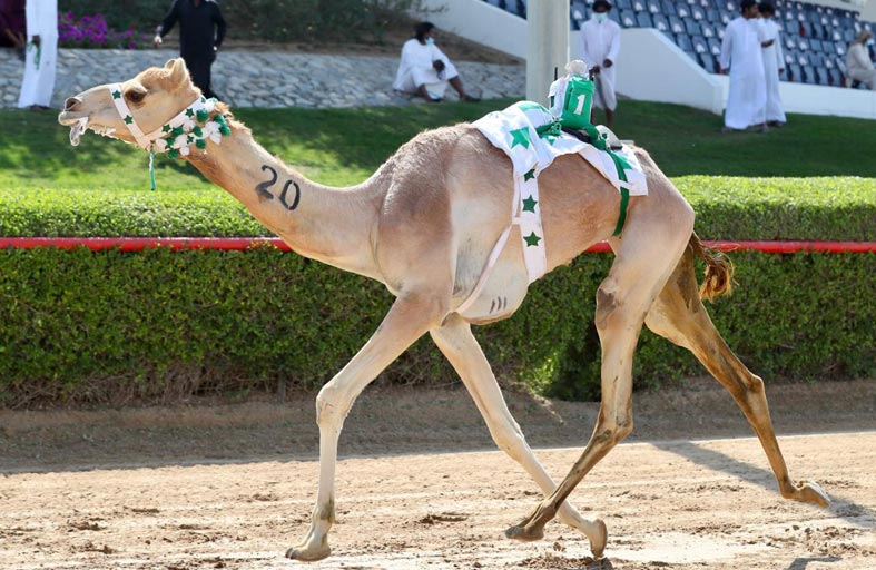 هجن «سن اللقايا» لأبناء القبائل تقدم أداء قويا في سباقات «المرموم» 