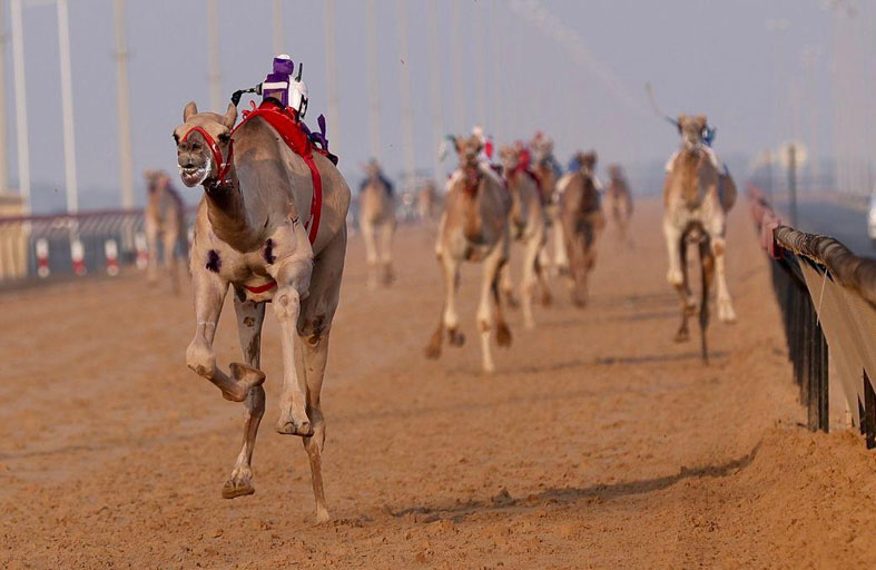 منافسات مهرجان هجن الظبي للملاك ذوي الأعداد المحدودة تنطلق السبت المقبل