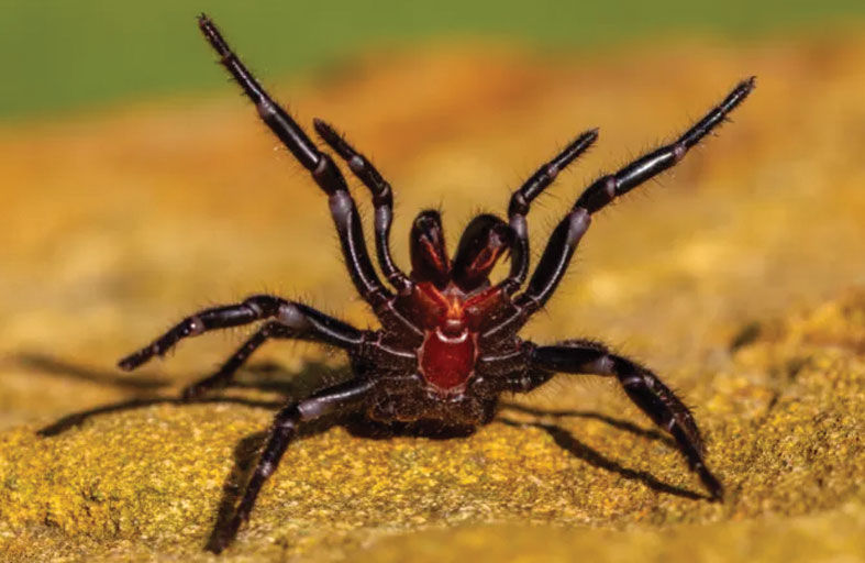لغز «الخوف من العناكب».. لماذا نتجنب النظر إليها مباشرة؟
