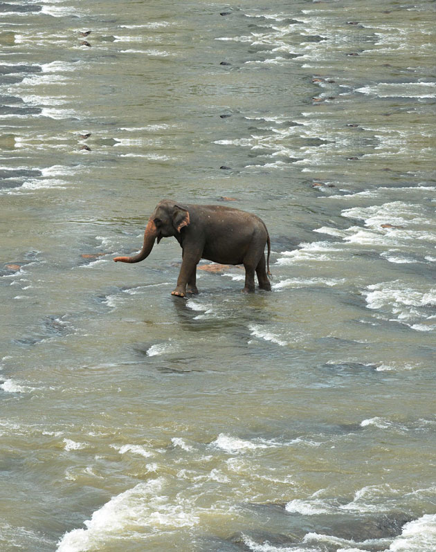 فيل يمشي على طول النهر في دار بيناوالا للأفيال في بيناوالا ، قرب العاصمة كولومبو حيث يتم الاحتفال باليوم العالمي للفيل في 12 أغسطس من كل عام لنشر الوعي حول الحفظ والحماية من الفيلة. ا ف ب