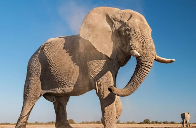 فيل يهاجم قارباً سياحياً ويطيح بركابه 