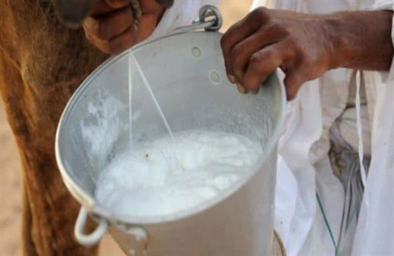 حليب النوق يقوّي المناعة 
