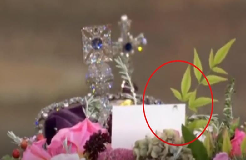 عنكبوت على نعش الملكة إليزابيث