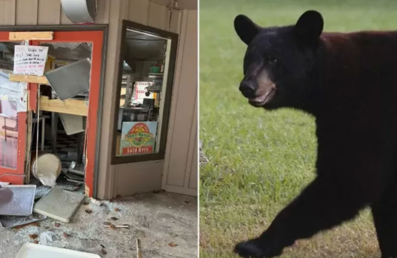 دب جائع ينهب متجر حلويات 