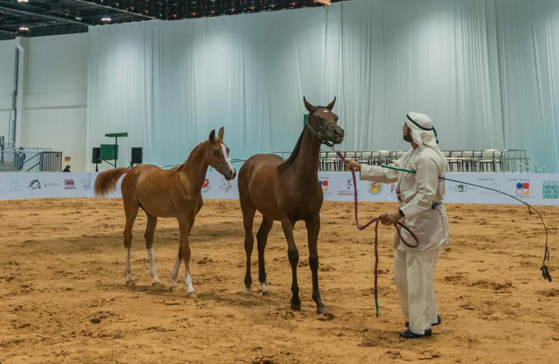 جمعية الإمارات للخيول العربية تختتم استعداداتها للمشاركة في أبوظبي للصيد والفروسية