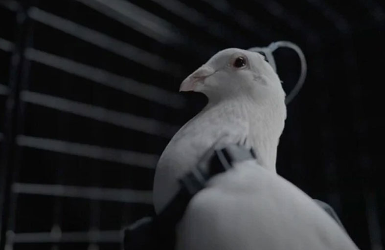 علماء روس يحوّلون الحمام إلى طائرات بيولوجية