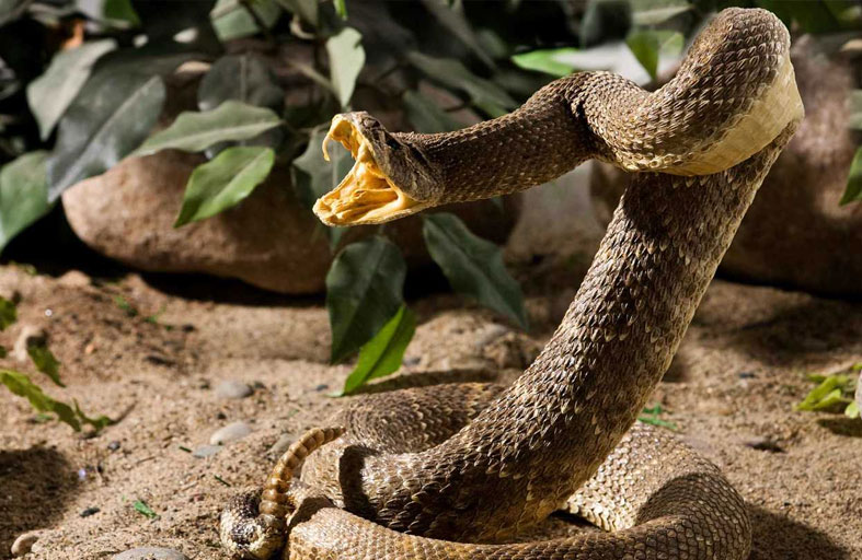 صدمة علمية.. الأفاعي تبني صداقات وتعتني بالصغار