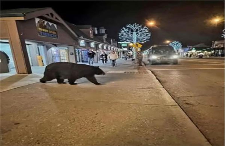 دب يتجول داخل مركز تجاري 