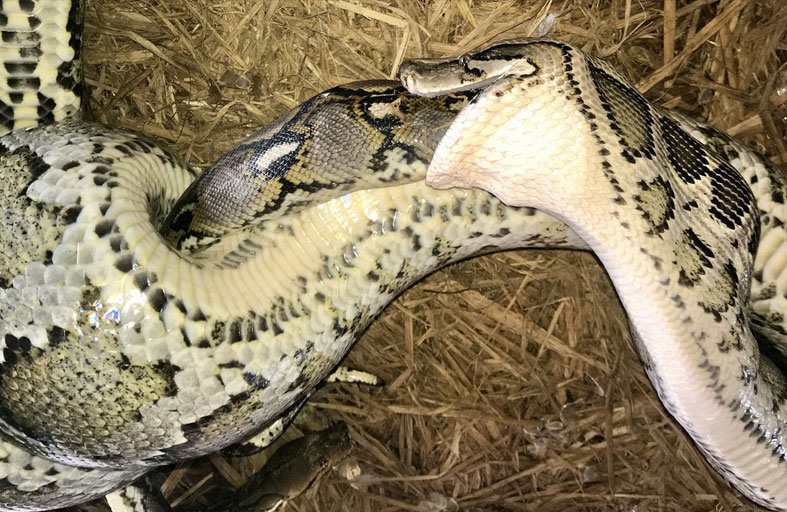 ثعبان ضخم يبتلع آخر بالكامل