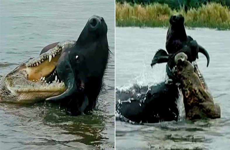 مواجهة بين تمساح وجاموس تنتهي بمفاجأة