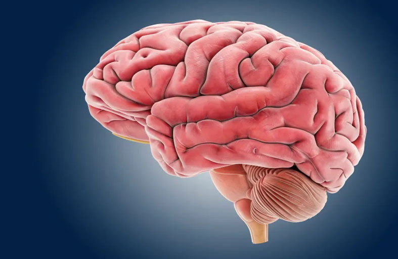 اختراع جهاز يحافظ على الدماغ  حيا أثناء فصله عن الجسم!