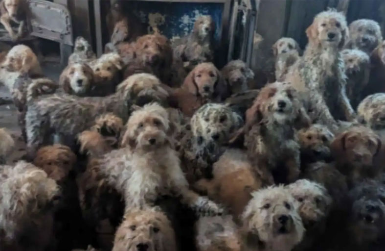 إنقاذ 250 كلبا من جحيم منزل 