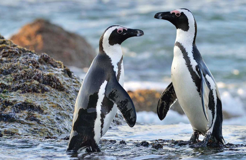 ولادة 8 بطاريق إفريقية مهددة بالانقراض