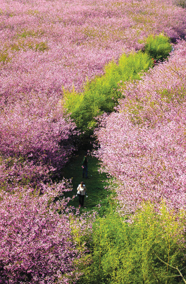 رجل وامرأة تحمل طفلتها، ينظران إلى أزهار الكرابابل في قوييانغ ، في مقاطعة قويتشو جنوب غرب الصين. ا ف ب