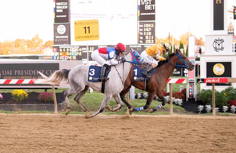 اليوم..انطلاق ثاني محطات «كأس رئيس الدولة للخيول العربية» في أمريكا