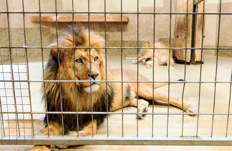 أسد يهاجم طفلة داخل حديقة حيوان 