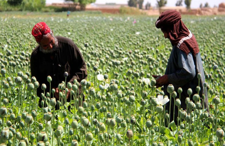 هل حقا تستطيع طالبان الاستغناء عن تجارة الهيروين...؟
