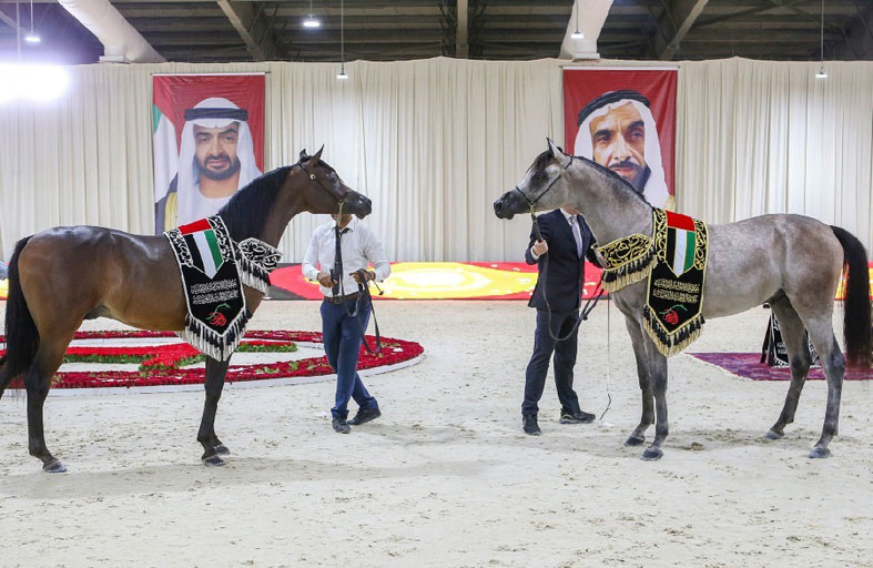 بطولة الإمارات الوطنية لجمال الخيول العربية تنطلق اليوم