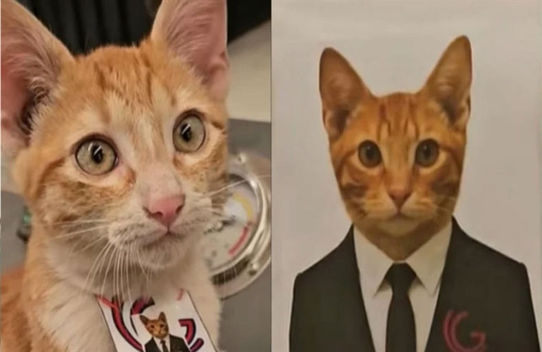 قط مكسيكي يحصل على وظيفة الأحلام