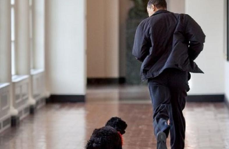 نفوق «بو» كلب أسرة أوباما